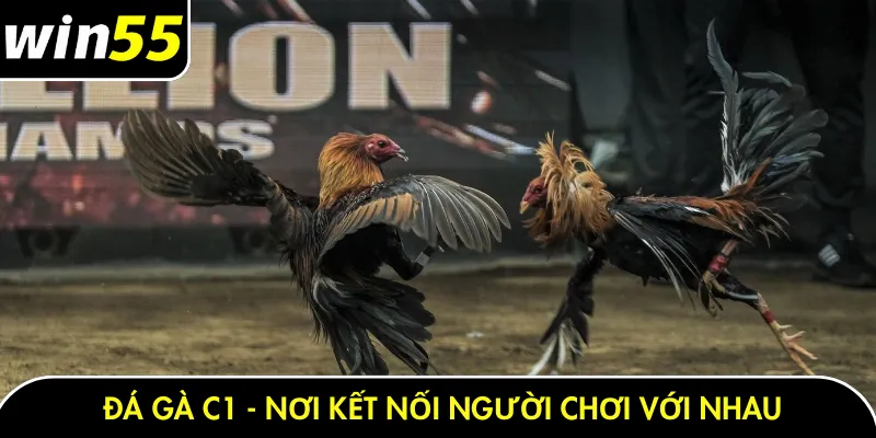 Đá gà C1 - Nơi kết nối người chơi với nhau