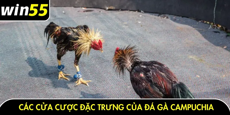 Các cửa cược đặc trưng của đá gà Campuchia