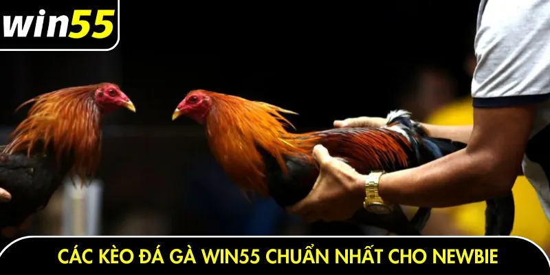 Các kèo đá gà Win55 chuẩn nhất cho newbie